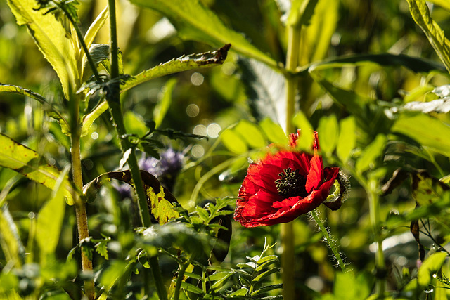 November Mohn