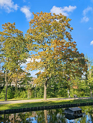 Köln - Lindenthaler Kanäle im Frühherbst