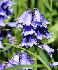 Glockenblumen am Waldrand