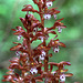 Corallorhiza maculata var. occidentalis