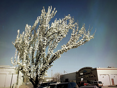 Cloud of blossoms