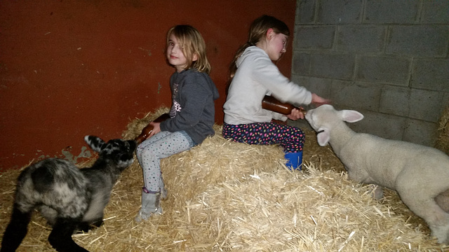 little Brennemans feeding little lambs