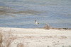 American avocet