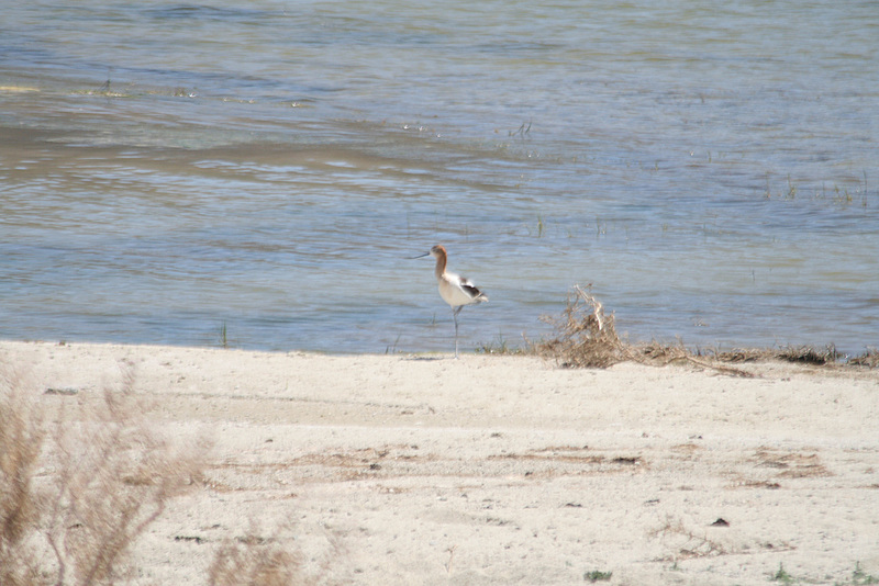 American avocet