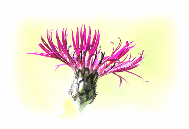 Centaurea