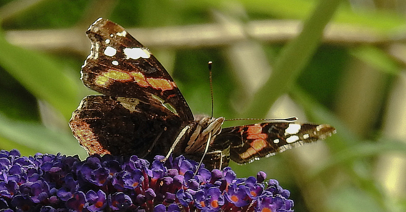 20170704 2319CPw [D~LIP] Admiral (Vanessa atalanta), Bad Salzuflen