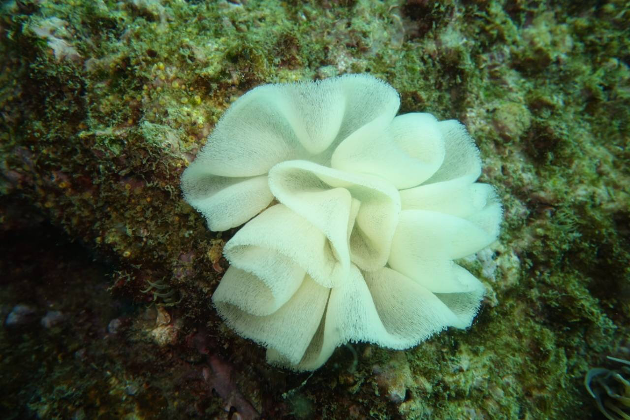 Pontes de limaces de mer