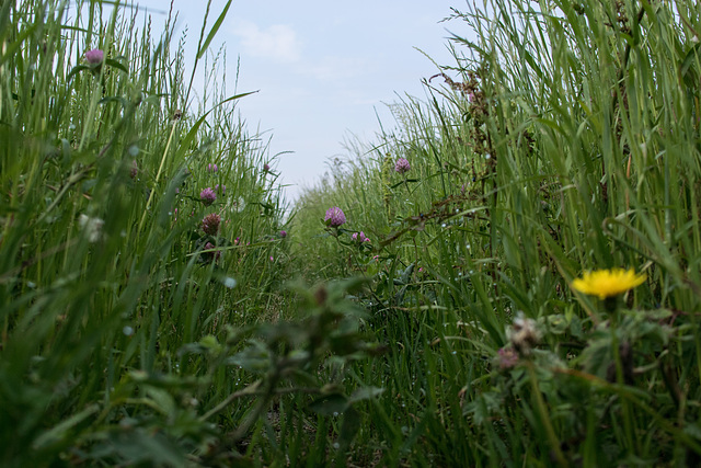 Red clover