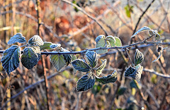 Brombeerblätter an einem frostigen Vormittag