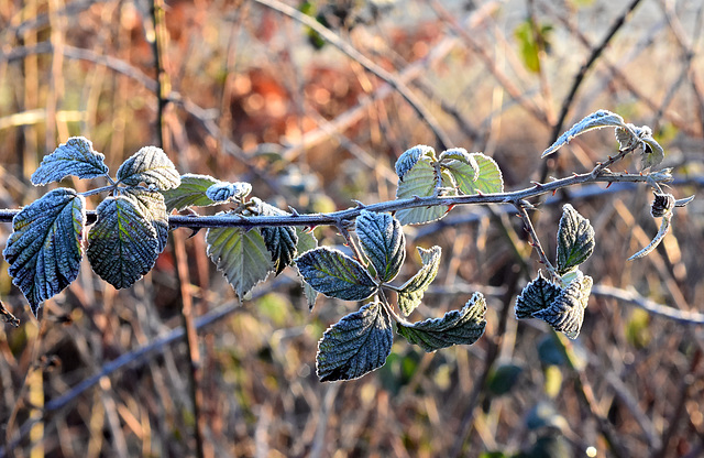 Brombeerblätter an einem frostigen Vormittag