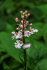 Platanthera psycodes (Small Purple Fringed orchid)