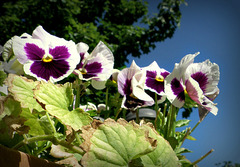 Crowd of pansies