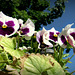 Crowd of pansies