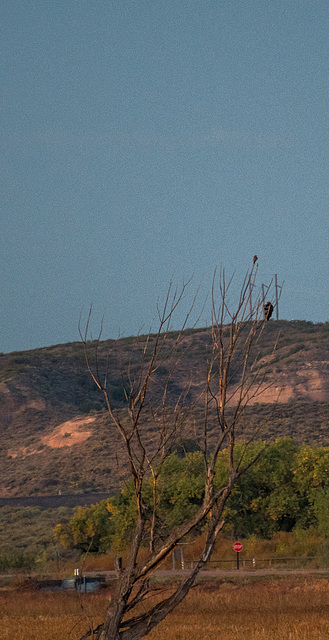 A dead tree making an ideal spot for a raptor