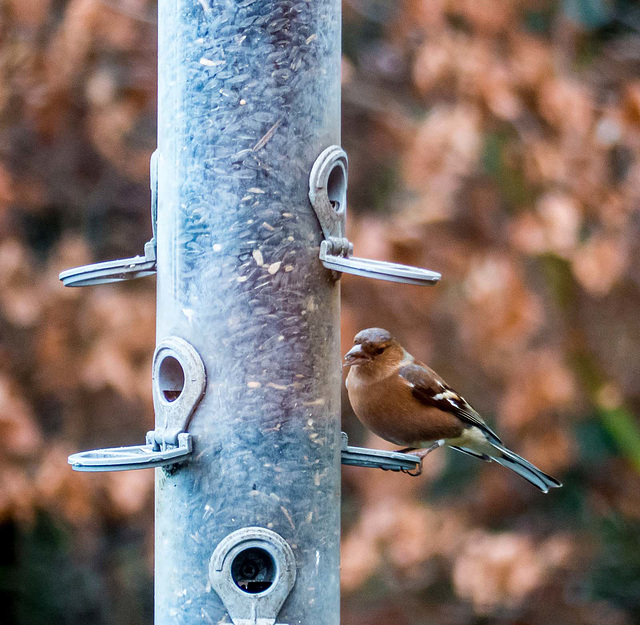 Finch v5