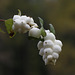 Snowberries