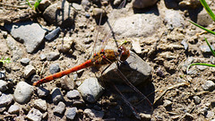 Blutrote Heidelibelle ♂ am Wegesrand