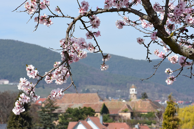 Mandelblüte und Kloster Heilsbruck in Edenkoben