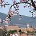 Mandelblüte und Kloster Heilsbruck in Edenkoben