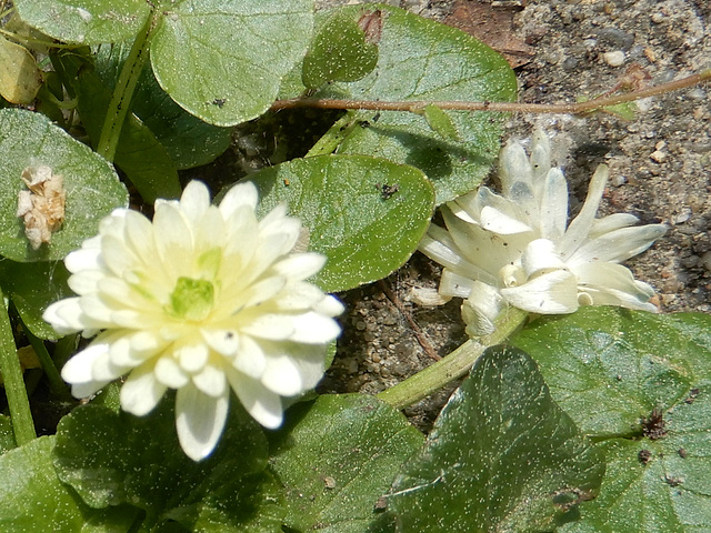 Schabockskraut in Weiß