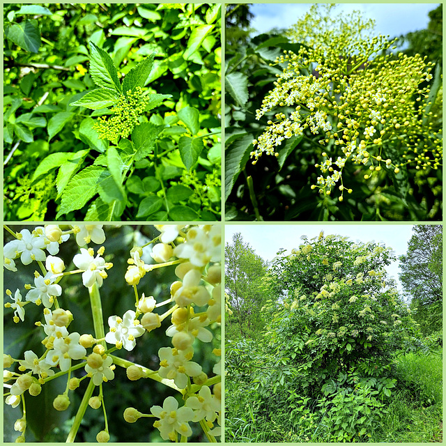 Schwarzer Holunder (Sambucus nigra)