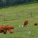 Vaches avec leurs amis les hérons garde boeufs