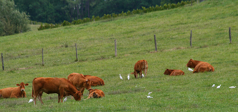 Vaches avec leurs amis les hérons garde boeufs