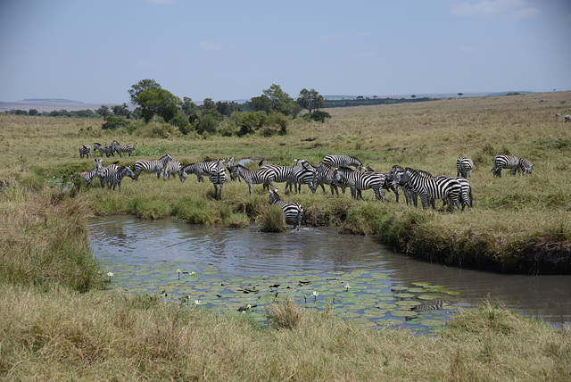 Zebras at the pond.