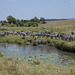 Zebras at the pond.