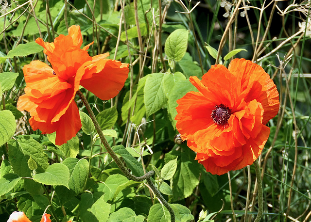 Mohnblumen Mohnblumen