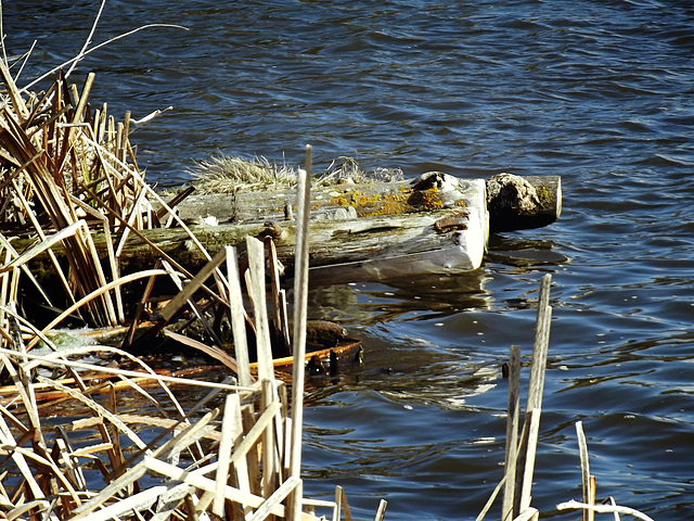 Wood in the water