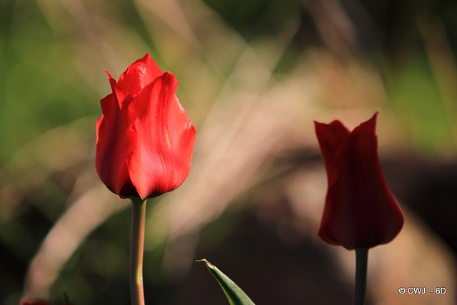April Tulips