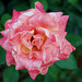Une rose satinée de lumière...