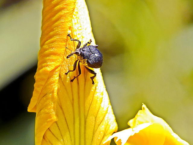 Die gelbe Iris hat Besuch...