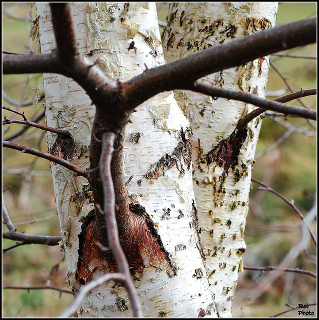 Trees love..! for all a good Valentine's Day