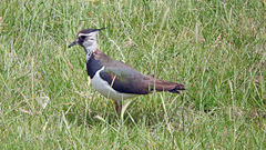 Lapwing