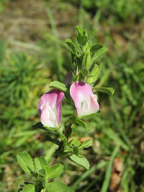 Wildblümchen