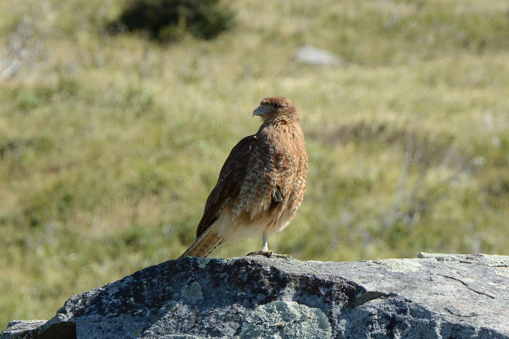Chile, The Magellanic Hawk