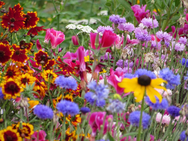 Fenceline of flowers.