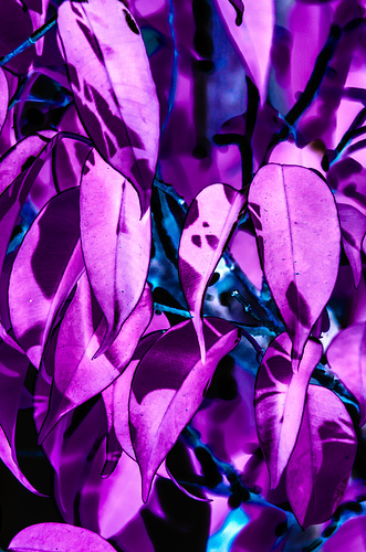 Inverted Leaves