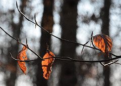 Hartnäckige Buchenblätter - Februar 2019