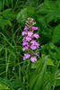 Platanthera psycodes (Small Purple Fringed orchid)