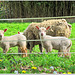 Mummy Sheep and her kids wishing a HFF