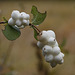 Snowberries