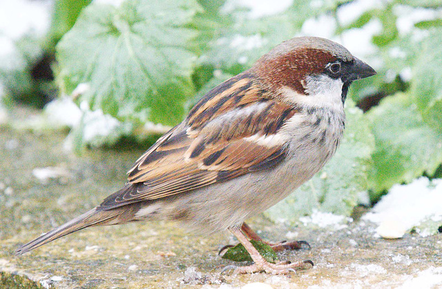 Sparrow