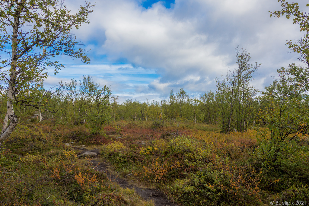 Herbst im Abisko-Nationalpark (© Buelipix)