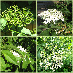 Schwarzer Holunder (Sambucus nigra)