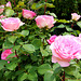 Rosenstrauch in meinem kleinen Garten