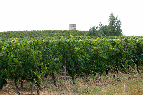 Vignes et le vieux moulin