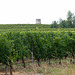 Vignes et le vieux moulin